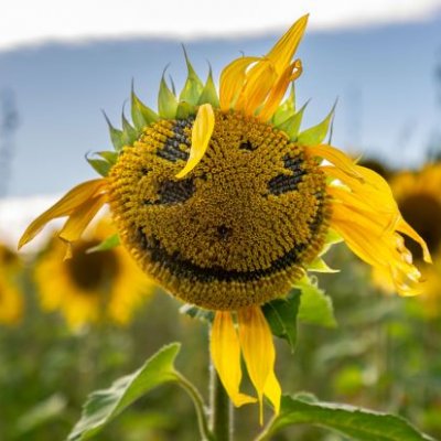 A sunflower in a field, with an illusory face visible in its centre.